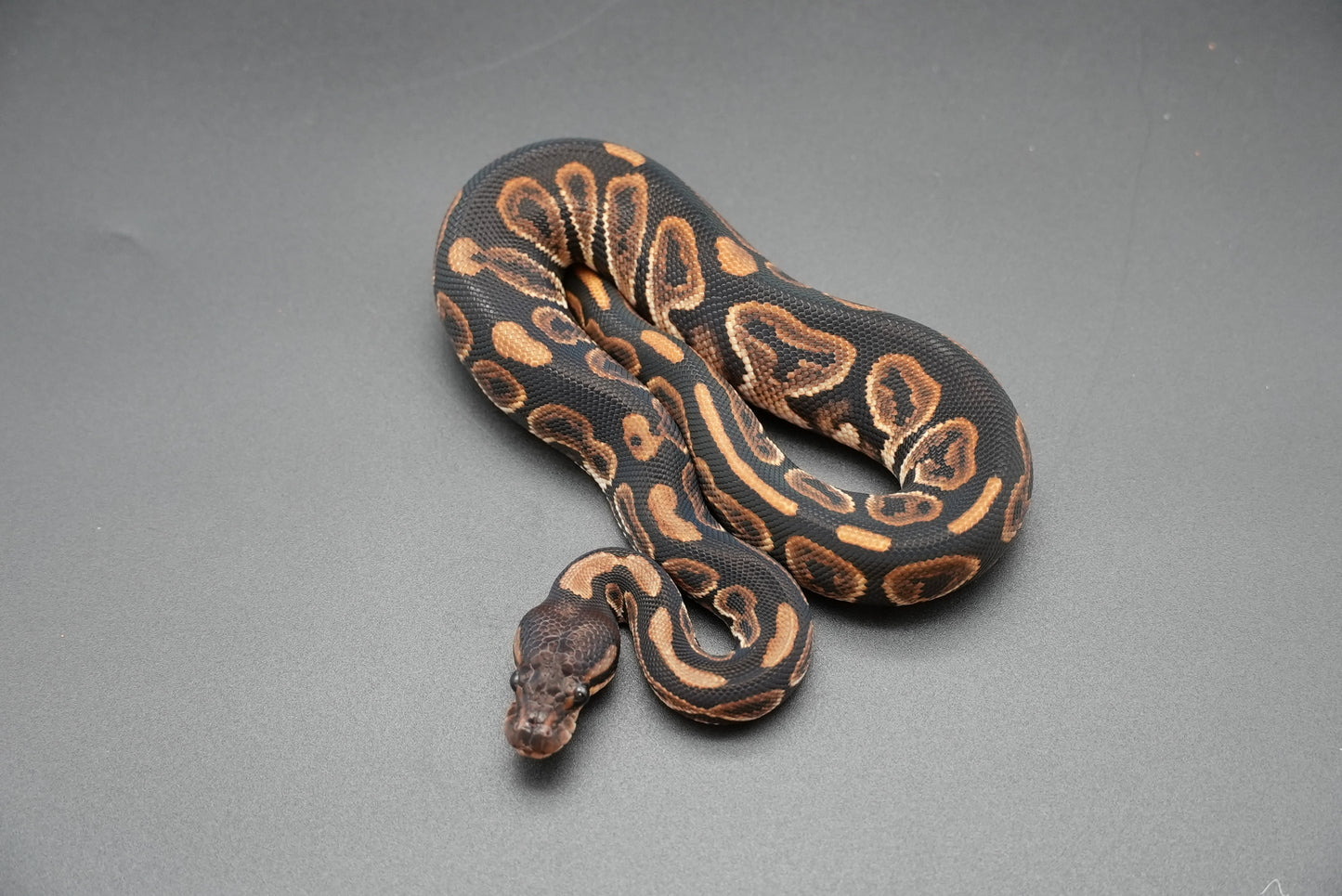 Female Black Pastel 24-10-5