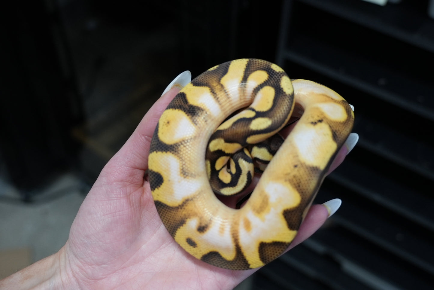 Male Pastel, Enchi, Calico, Het Gstripe, 50% Het DG