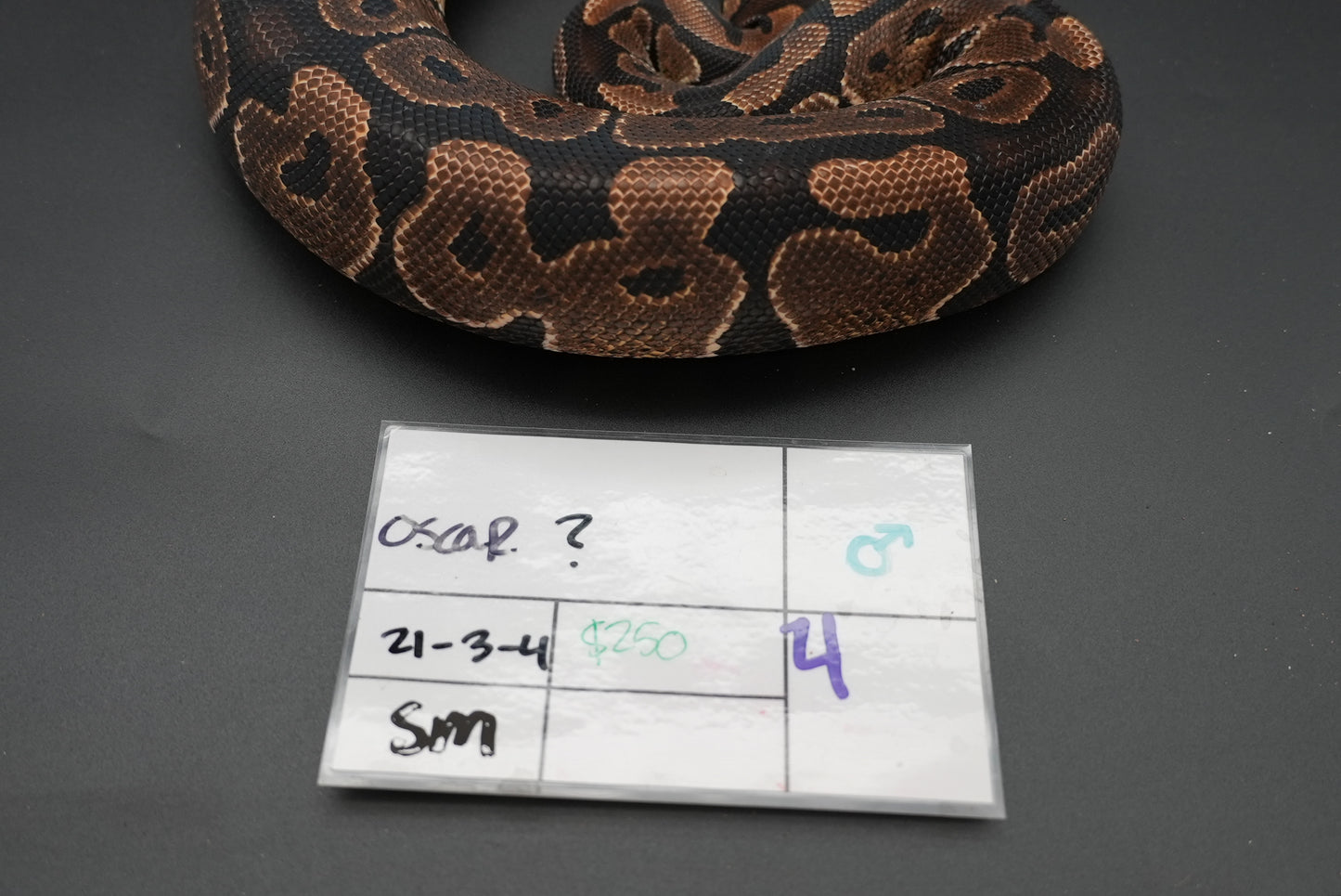 Male Trick Dinker "Oscar"