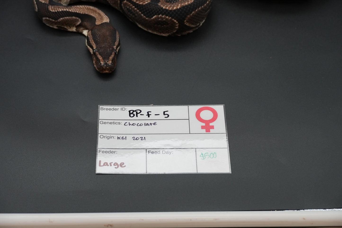 Female Chocolate Proven Breeder BP-F-5