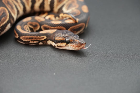 Male Black Pastel 24-10-4
