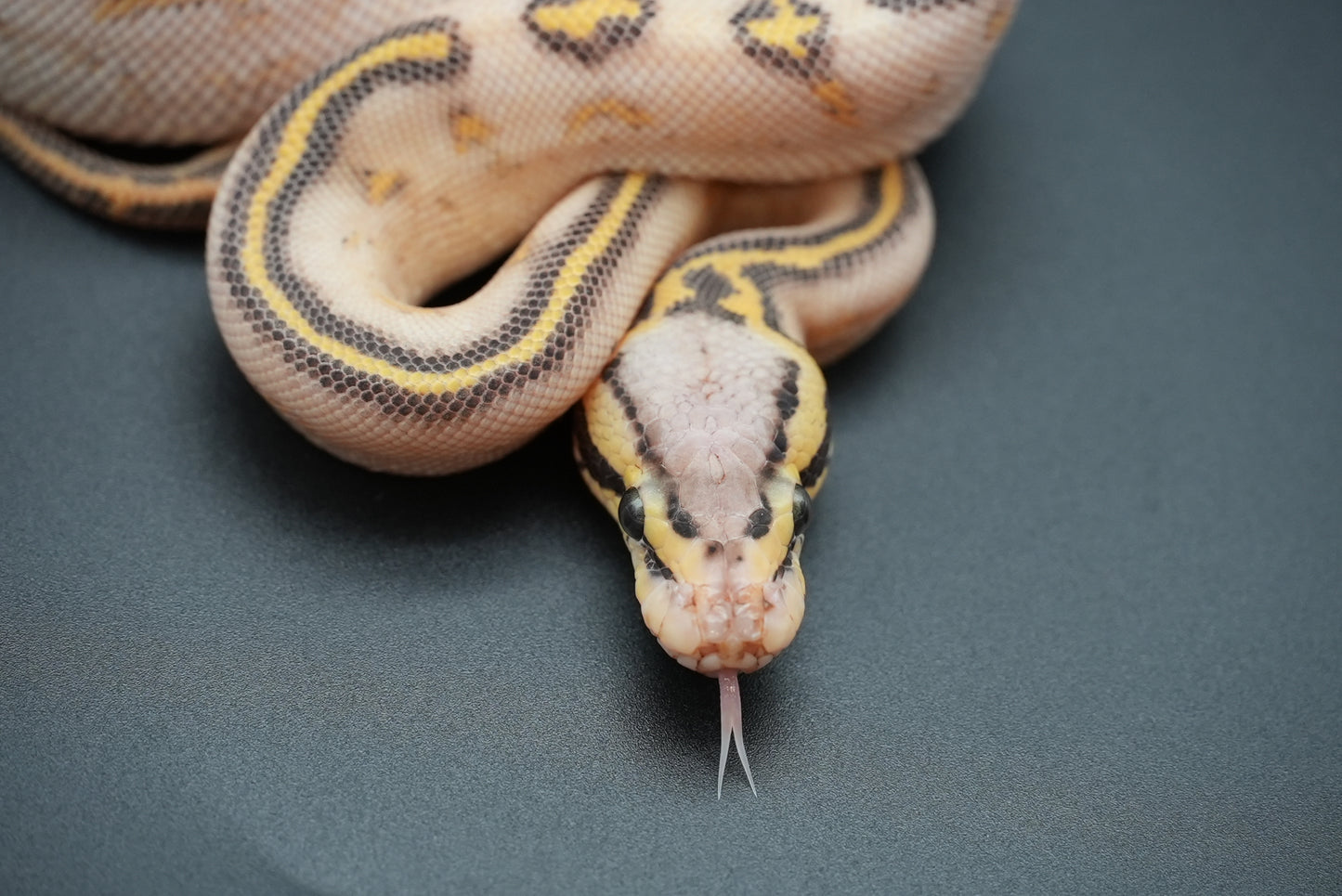 Female Pastel, Highway 24-9-2