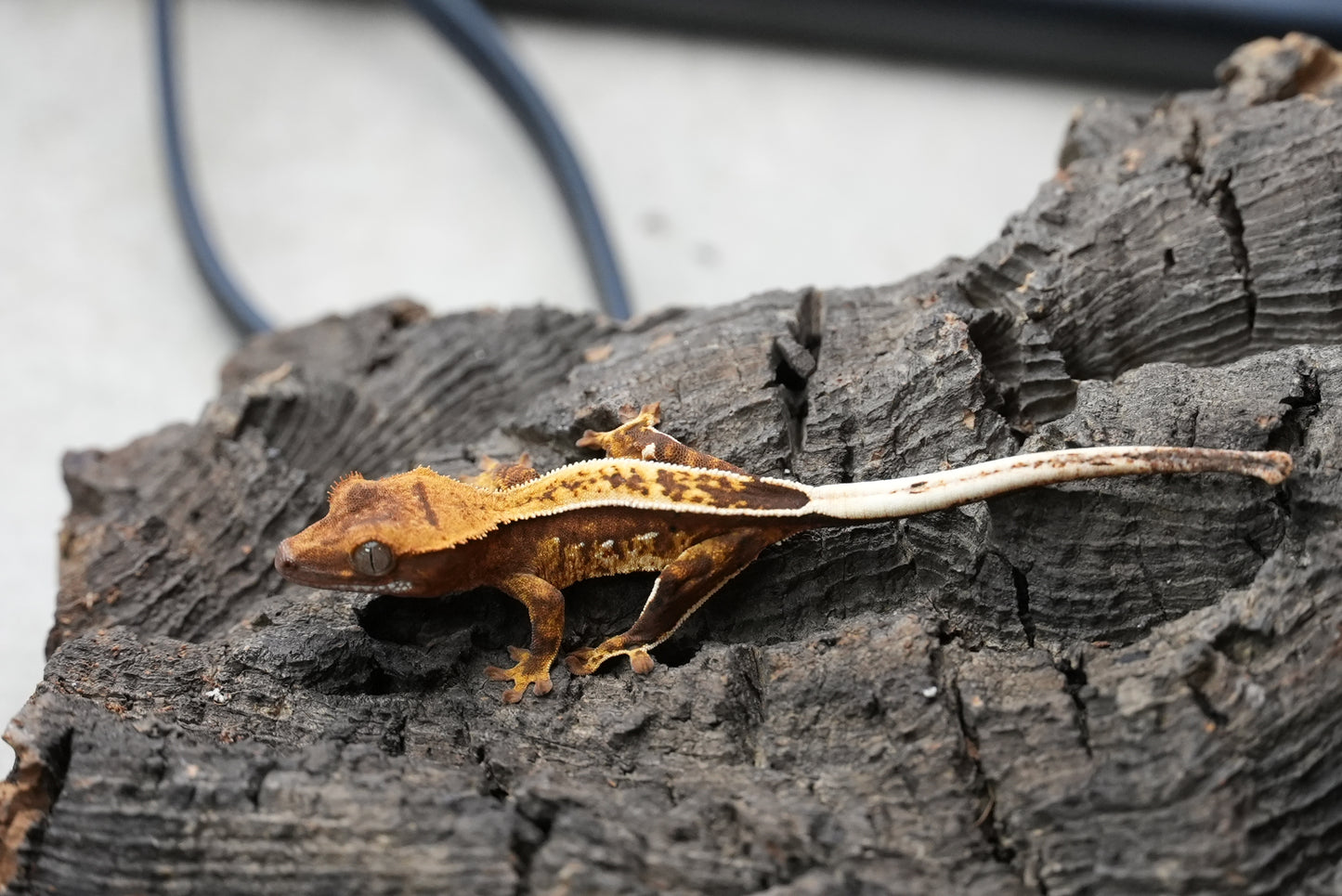 Crested gecko 25-3-1
