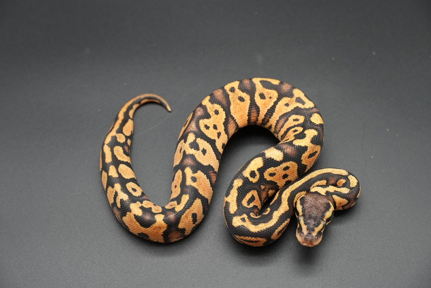 Female Pastel, Gravel 24-9-5 *live eater*