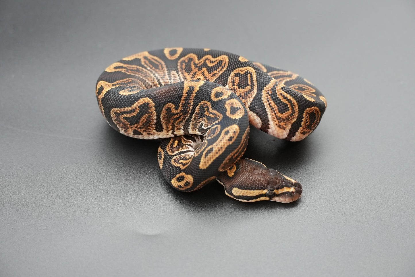 Female GHI Dinker 24-7-3