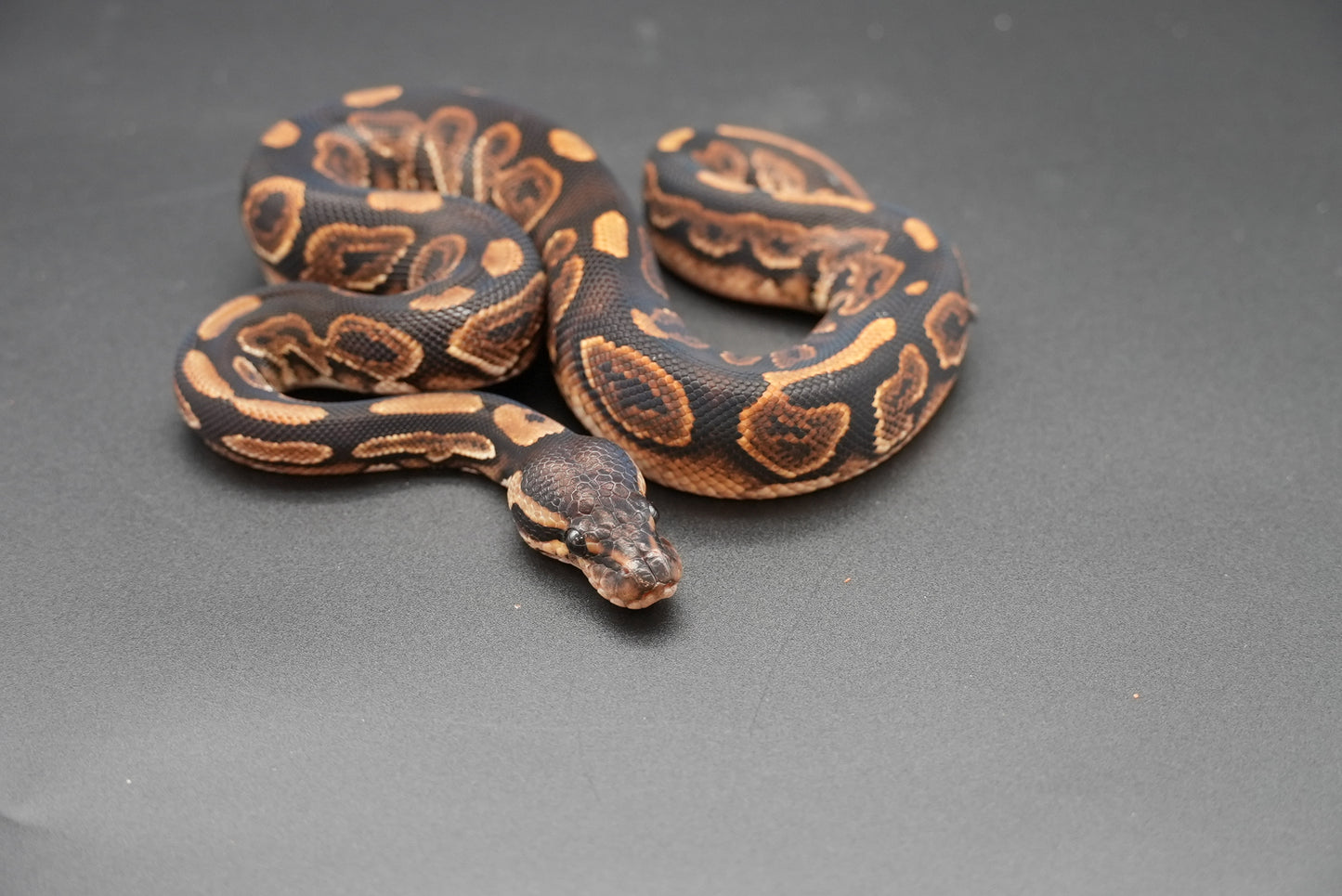 Male Black Pastel, HRA 24-10-3