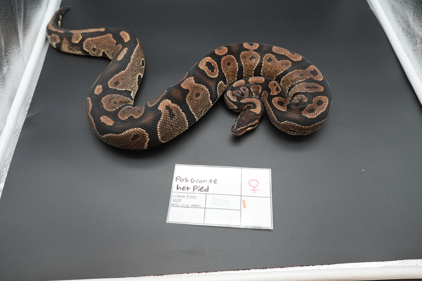 Female Granite Het Pied