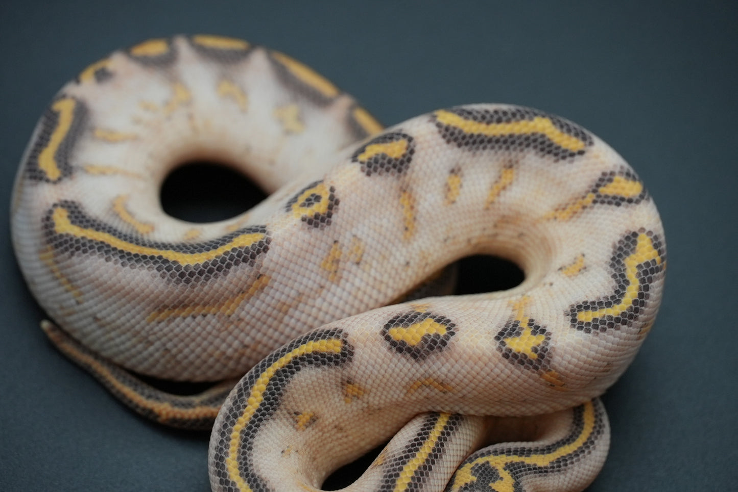 Female Pastel, Highway 24-9-2