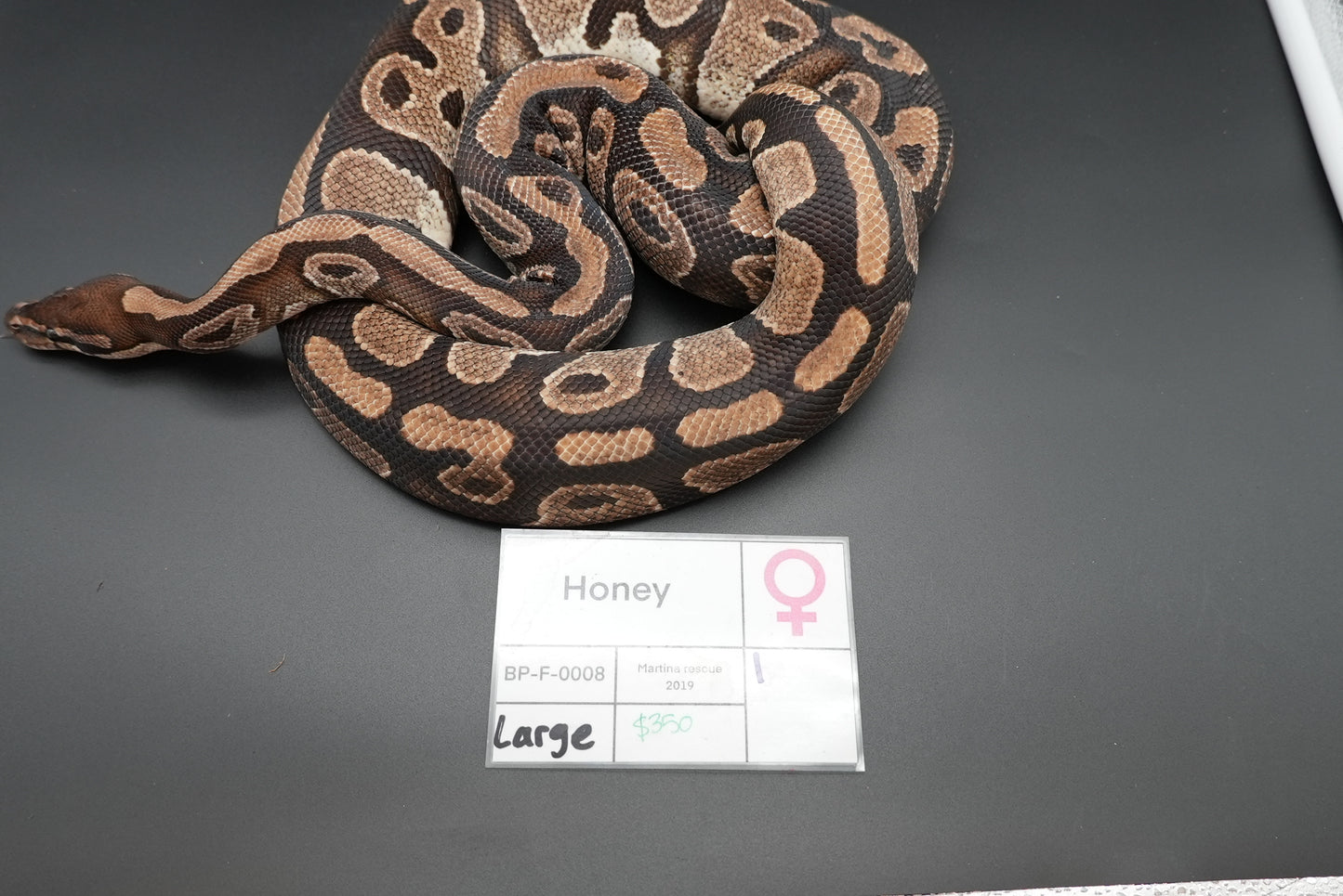 Female Honey 0008 Proven Breeder