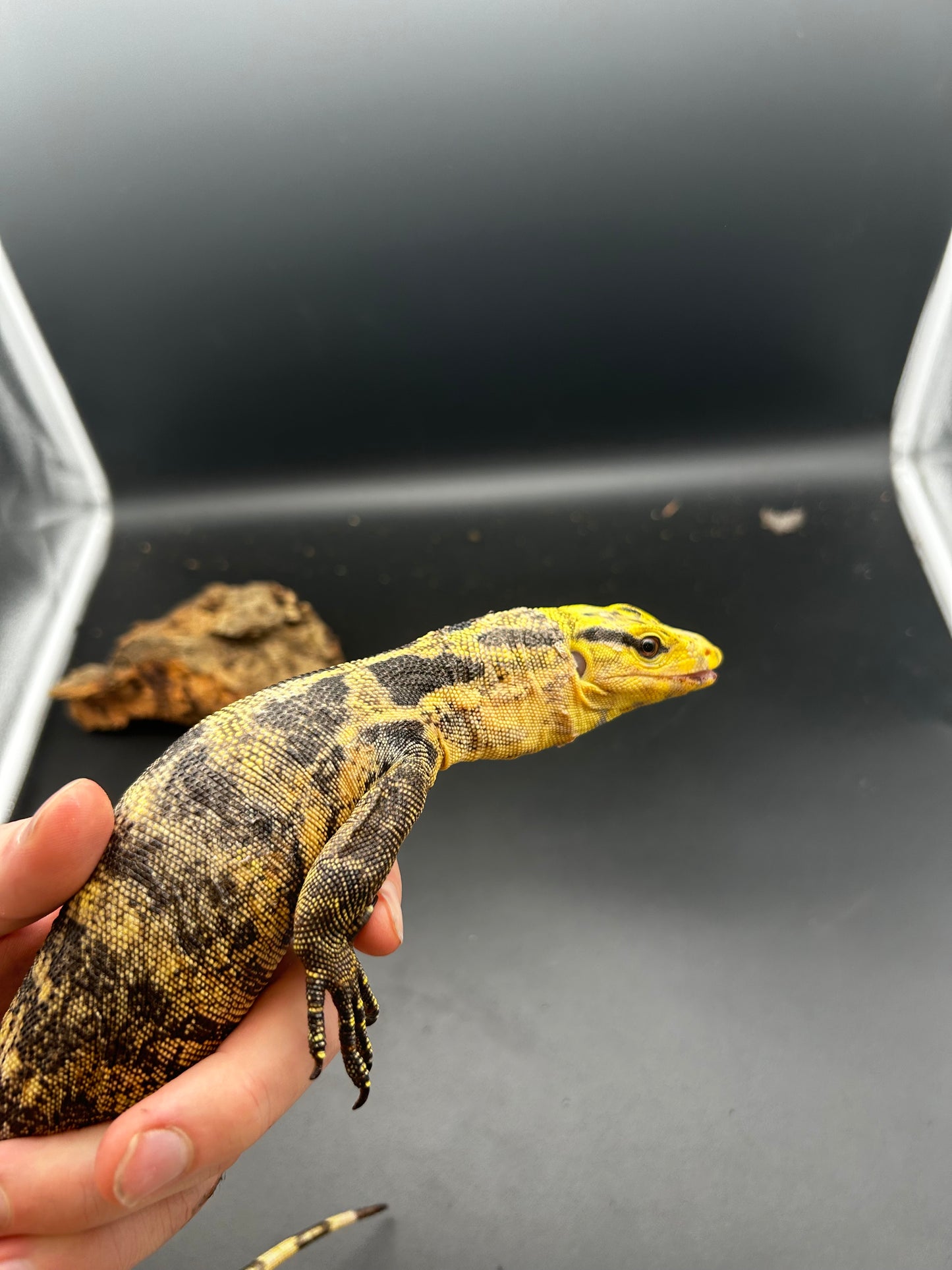 Varanus Cumingii