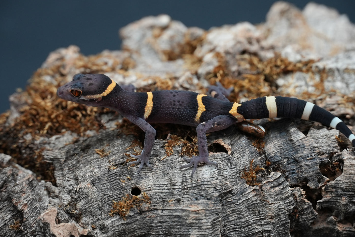 Chinese Cave Gecko