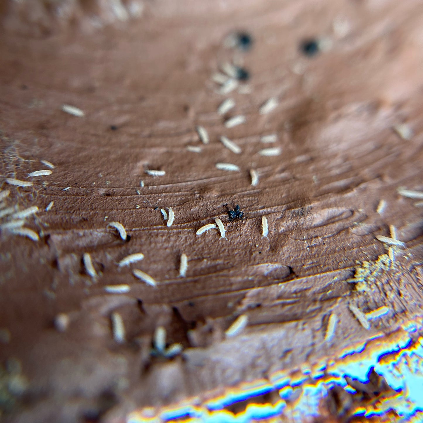 Springtail culture