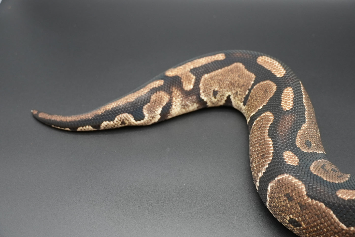 Female Granite Het Pied