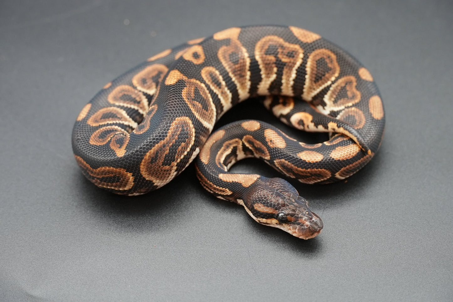 Male Black Pastel 24-10-4