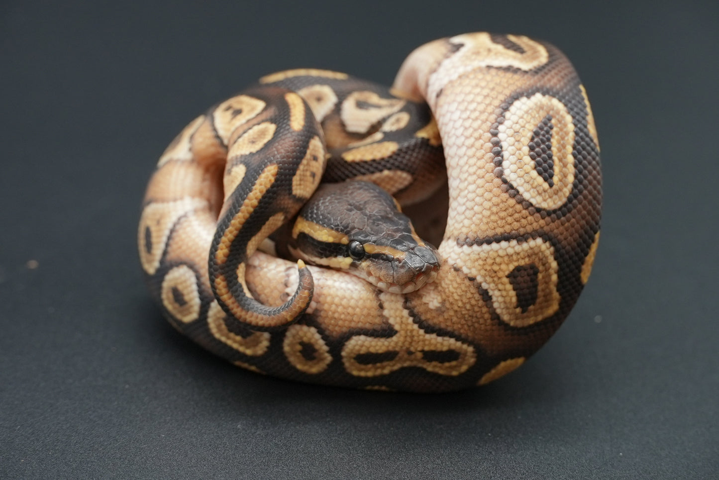 Male Mojave 25-1-5