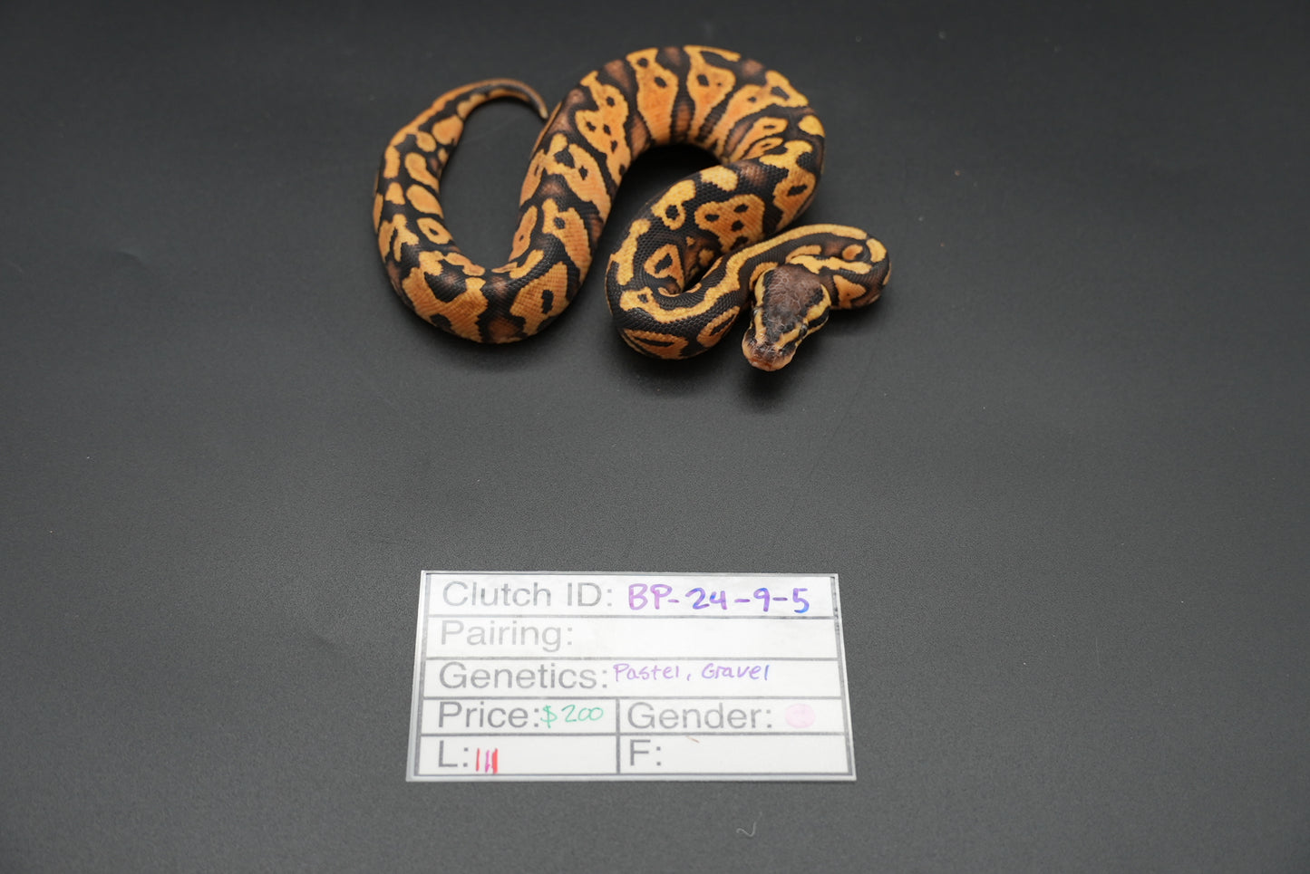 Female Pastel, Gravel 24-9-5 *live eater*