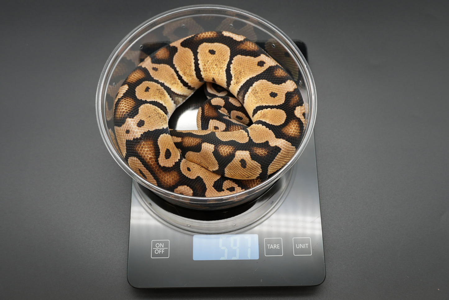 Female Pastel Het Sunset 23-8-1