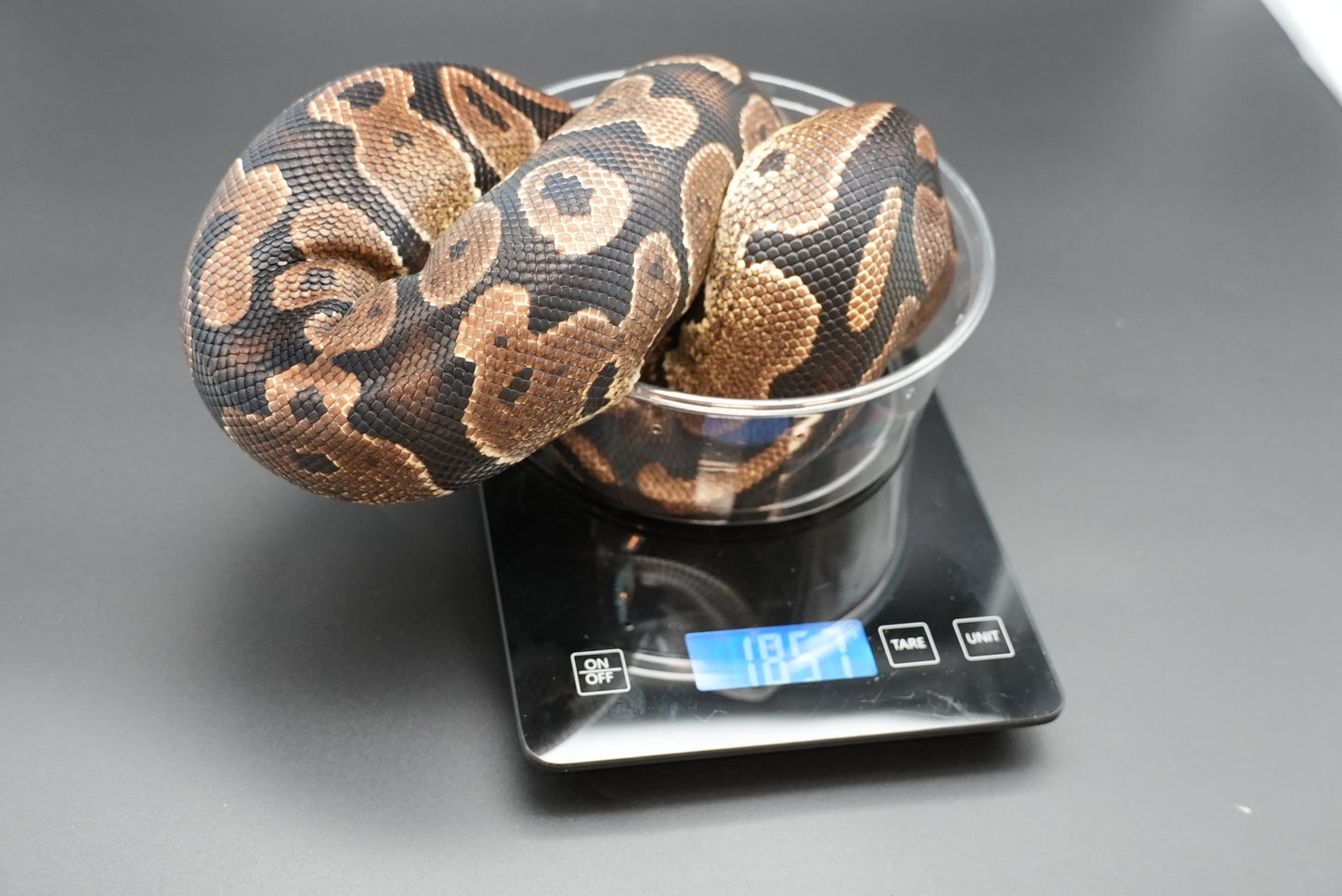 Female Granite Het Pied
