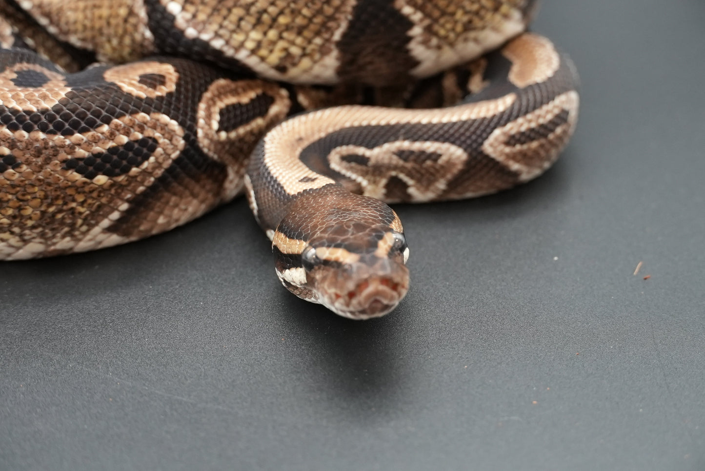 Female Honey 0010 Proven Breeder