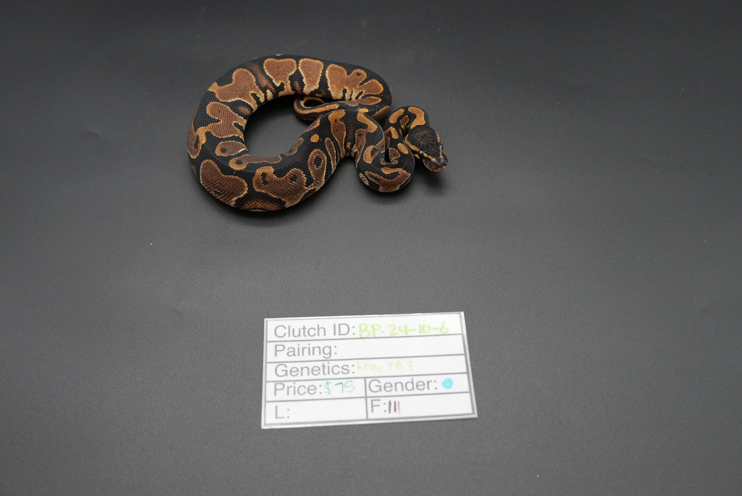 Male Possible HRA, Yellowbelly 24-10-6