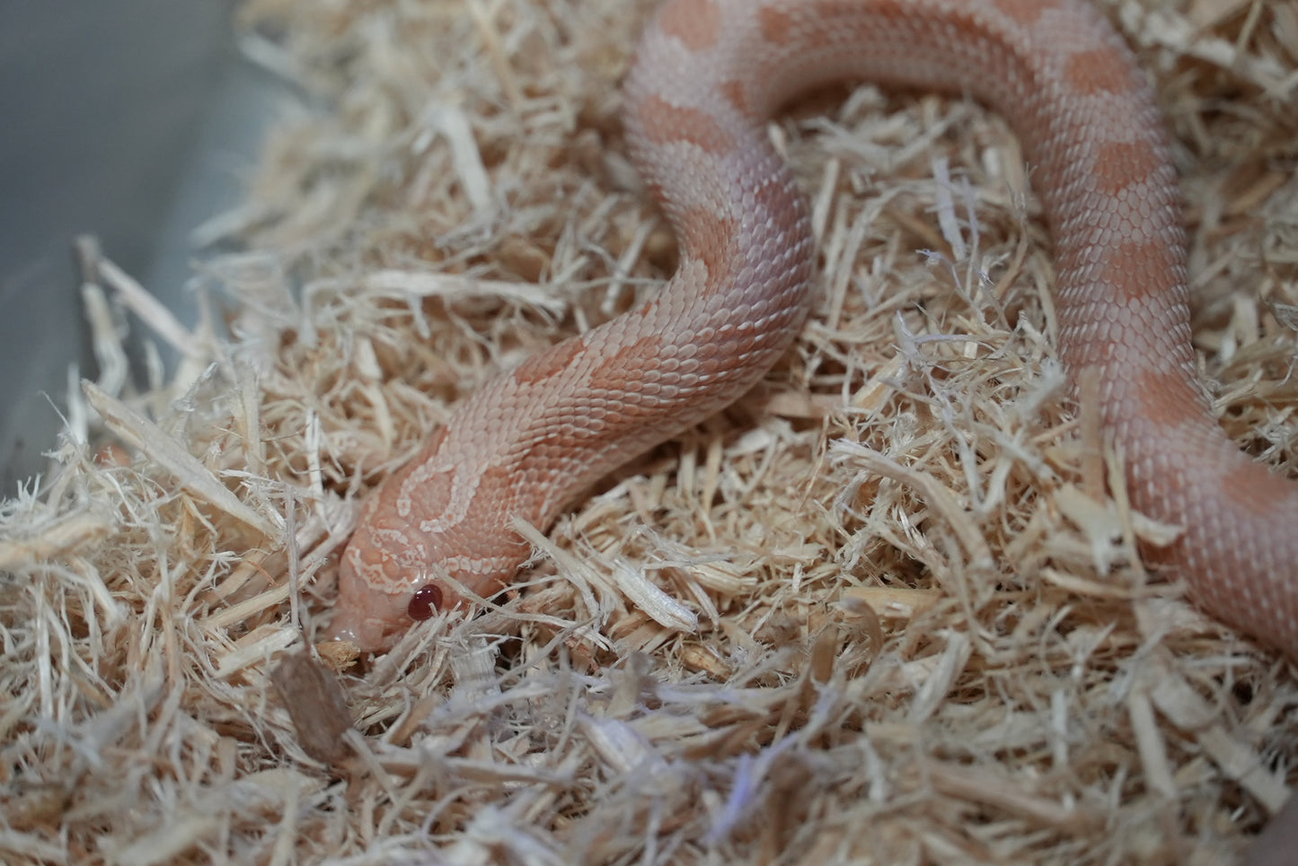 1.1 Western Hognose Pair