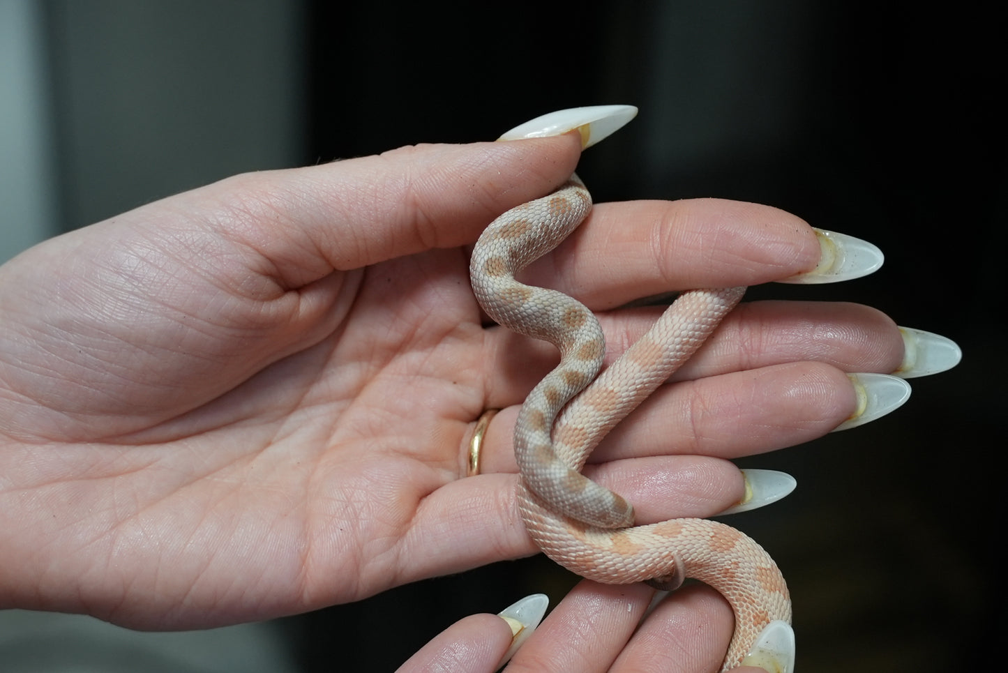 1.1 Western Hognose Pair