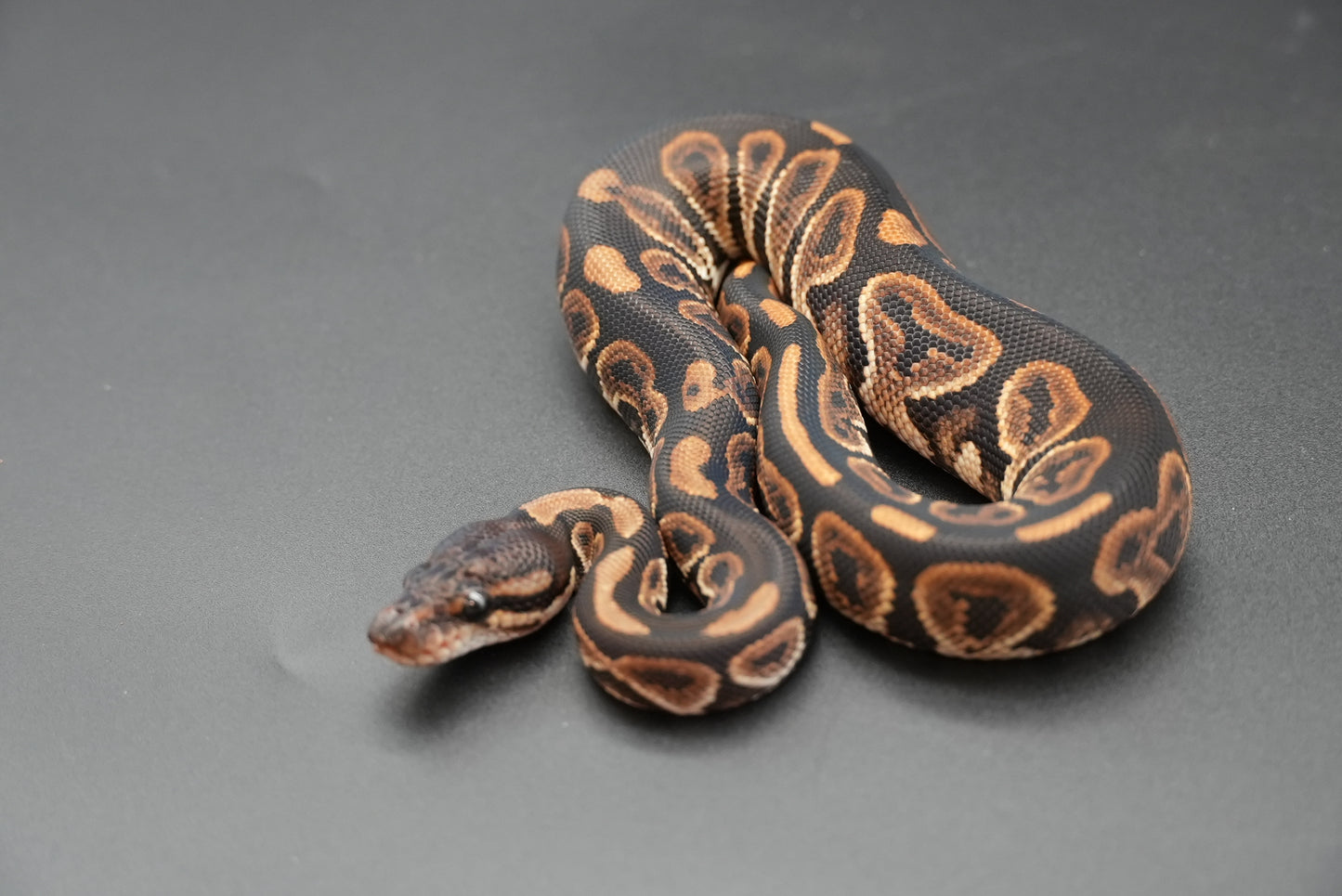 Female Black Pastel 24-10-5