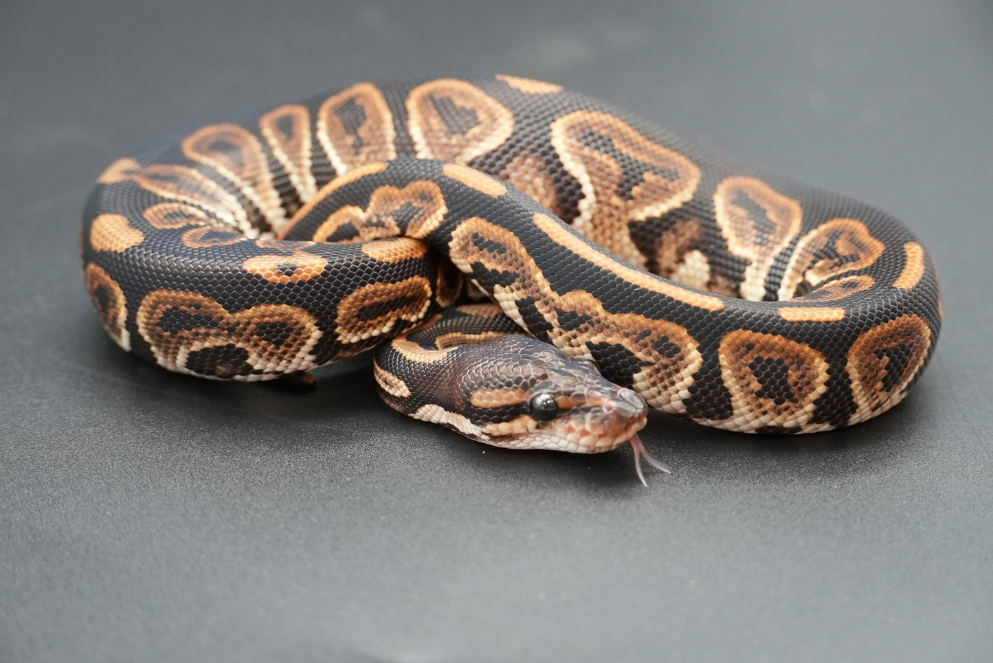 Female Black Pastel 24-10-5