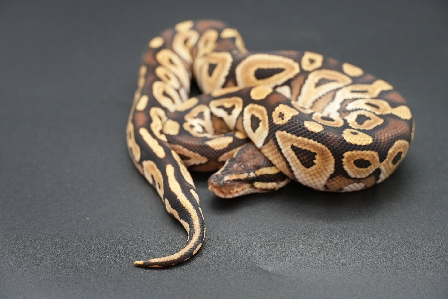 Male Mojave Dinker 24-7-4