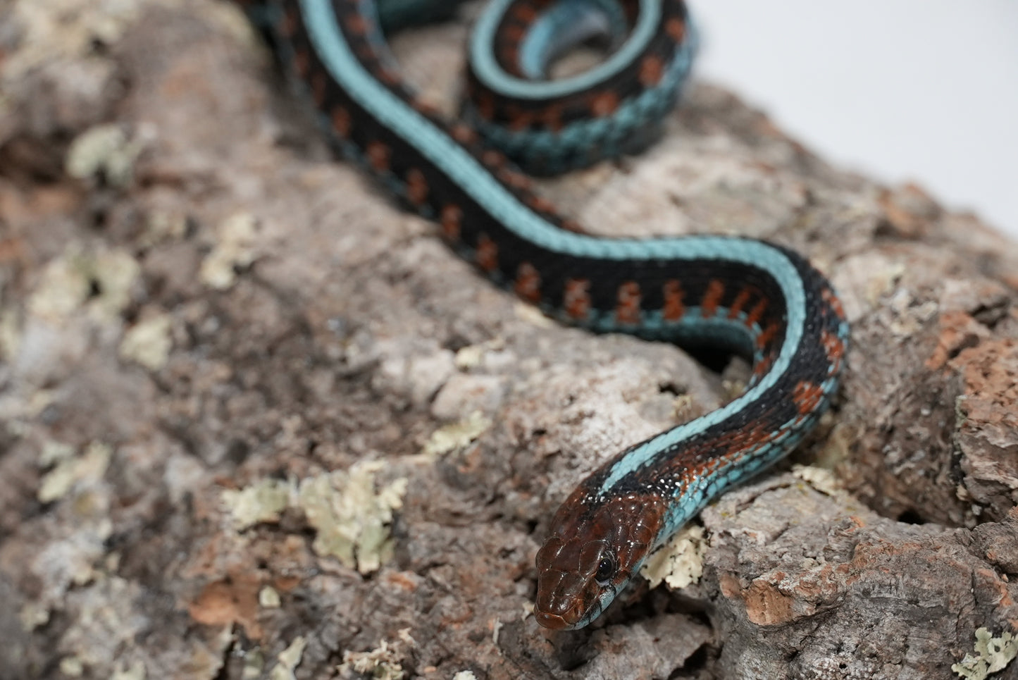 Adult proven California red sided garter pair