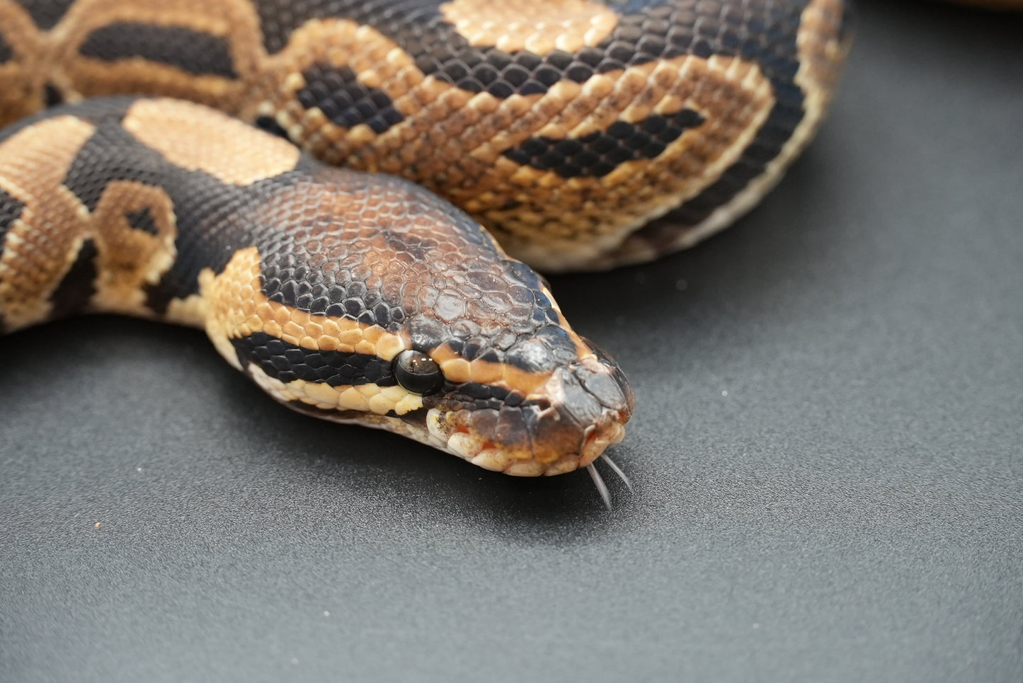 1.1 Possible Mandarin Het Sunset Pair