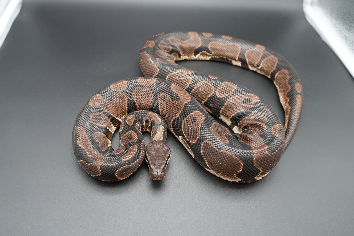 Female Vanilla "Uno" BP-F-6