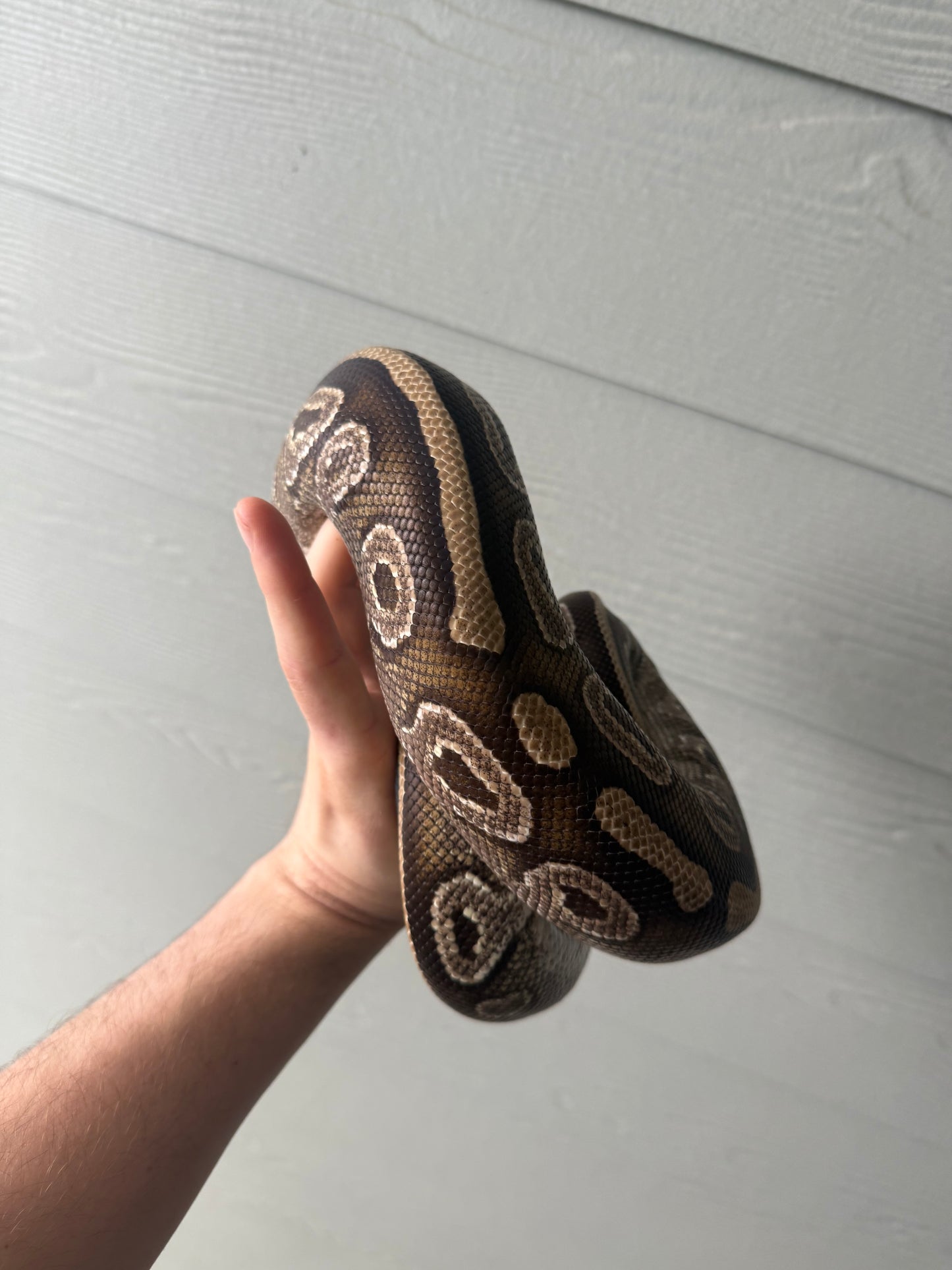 Female Mojave Double Het Axanthic Pied