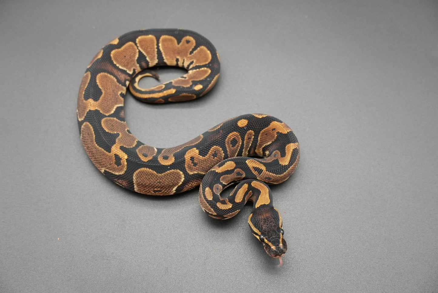 Male Possible HRA, Yellowbelly 24-10-6