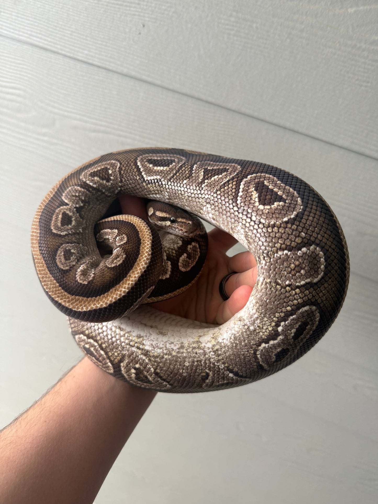 Female Mojave Double Het Axanthic Pied