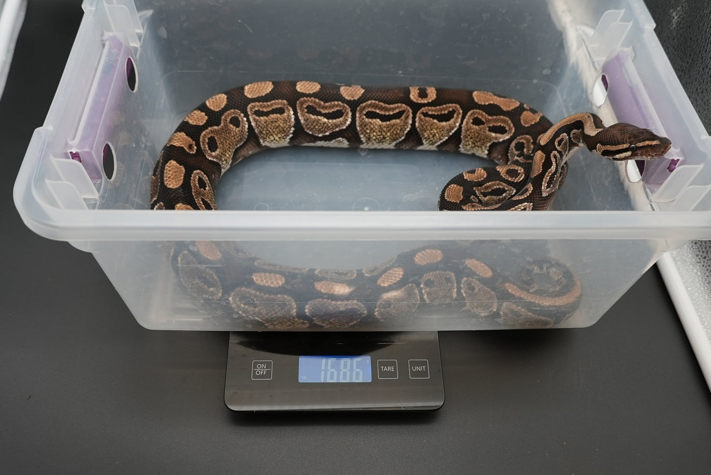 Female Honey 0010 Proven Breeder