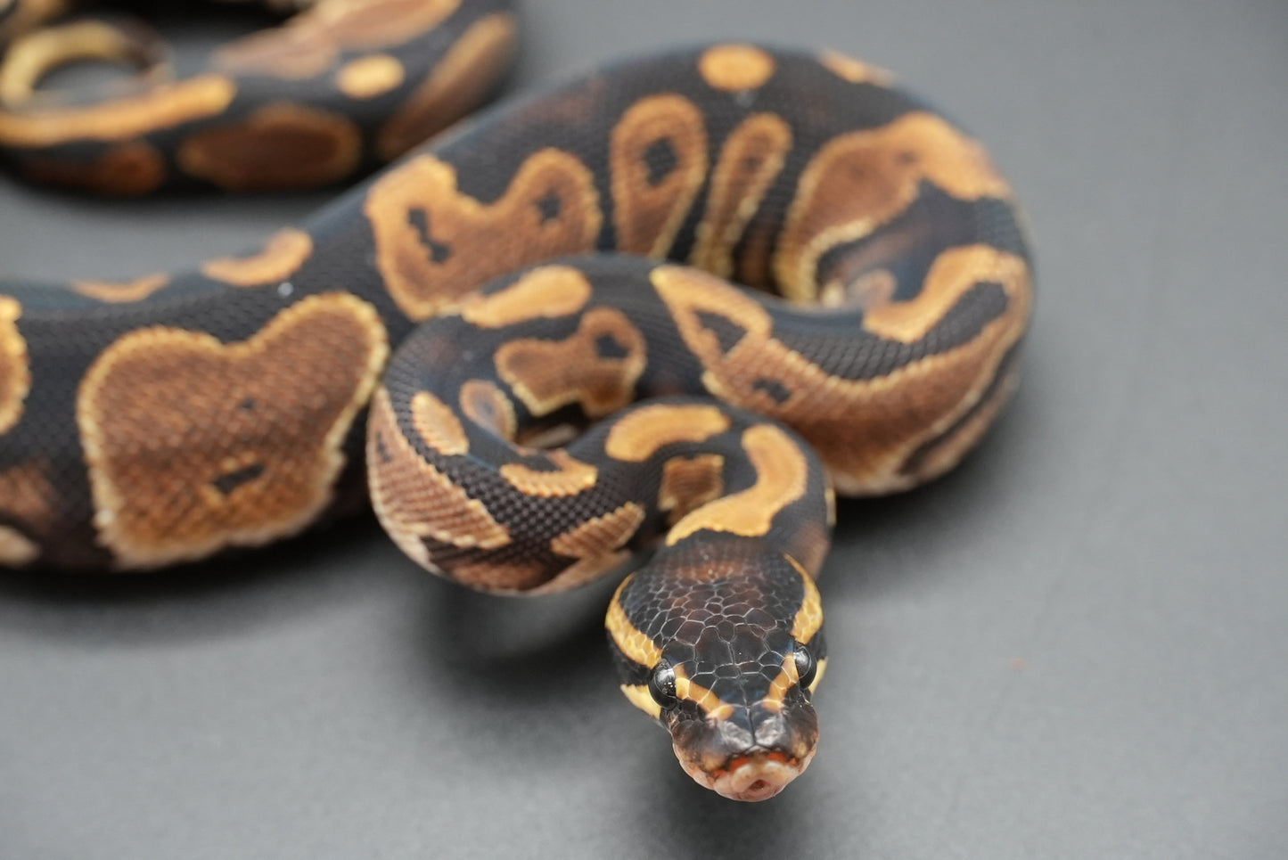 Male Possible HRA, Yellowbelly 24-10-6