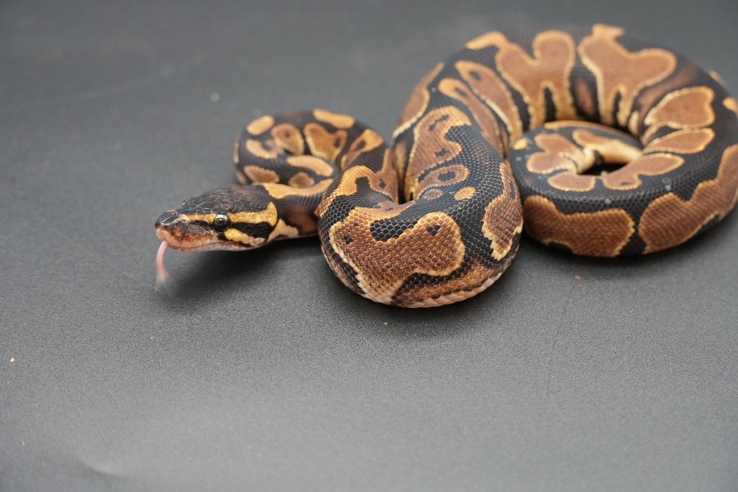 Male Possible HRA, Yellowbelly 24-10-6