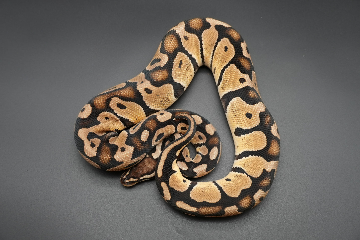 Female Pastel Het Sunset 23-8-1