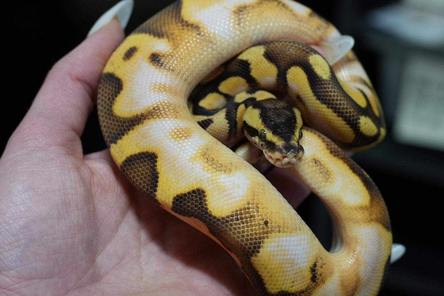 Male Pastel, Enchi, Calico, Het Gstripe, 50% Het DG
