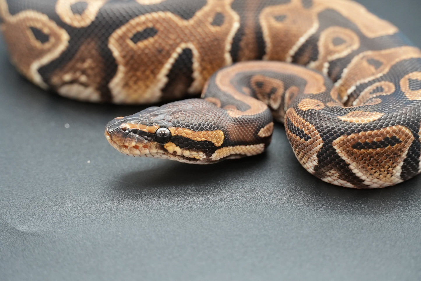 Female Possible Black Head Het Pied 23-10-4