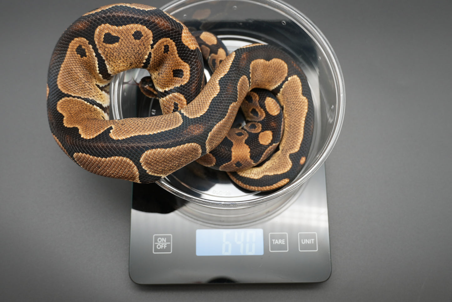 1.1 Possible Mandarin Het Sunset Pair