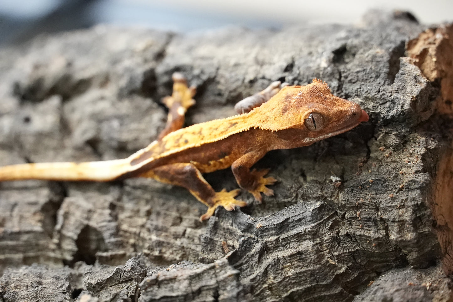 Crested gecko 25-5-2