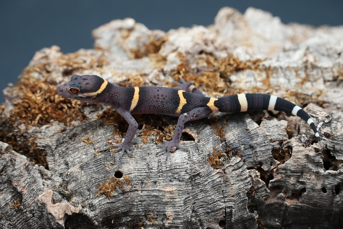 Chinese Cave Gecko