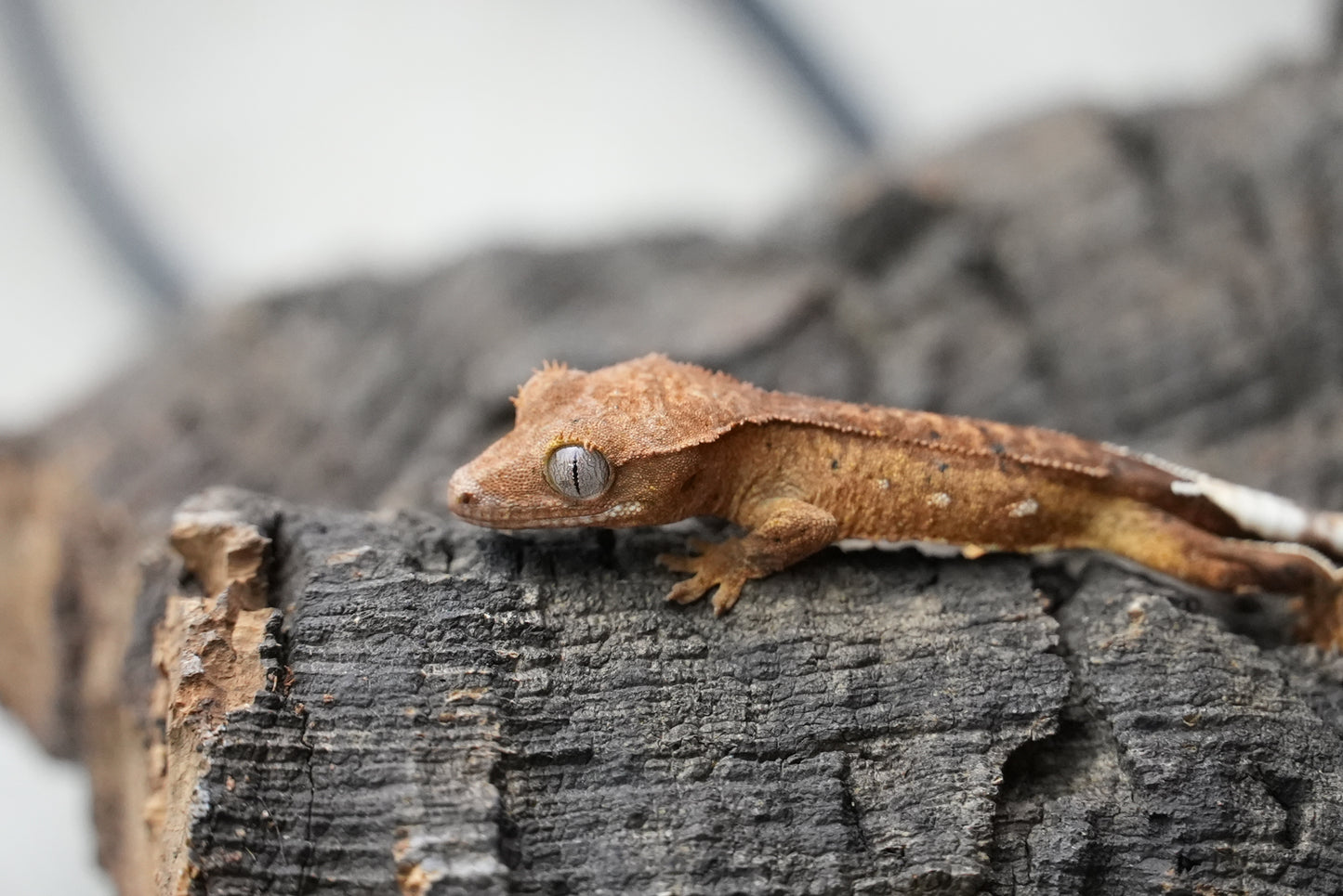 Crested gecko 25-4-1