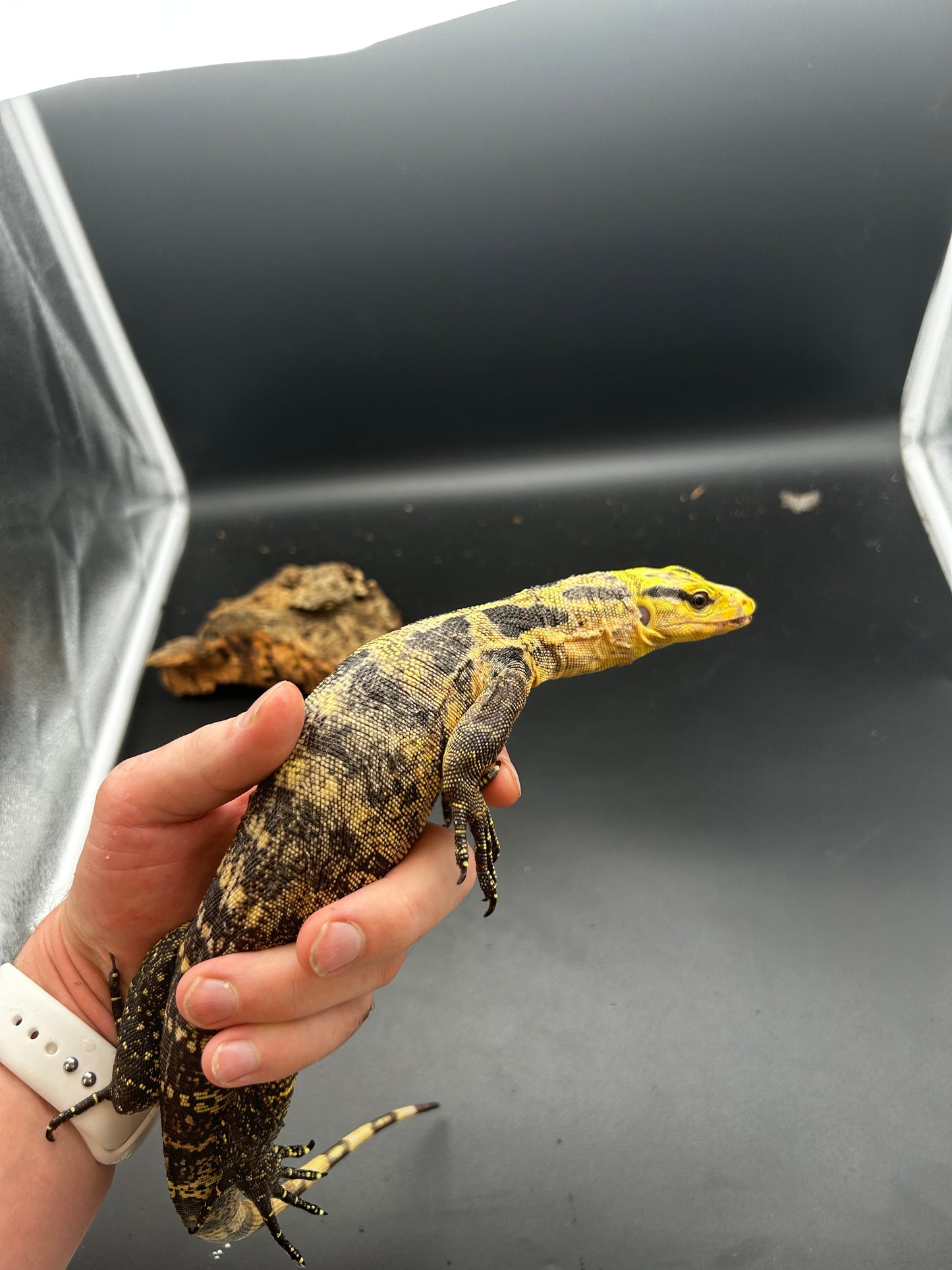 Varanus Cumingii