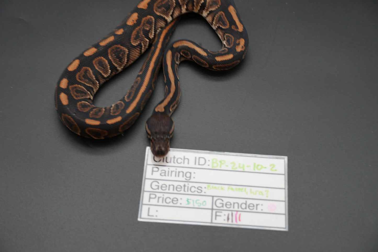 Female Black Pastel, HRA 24-10-2