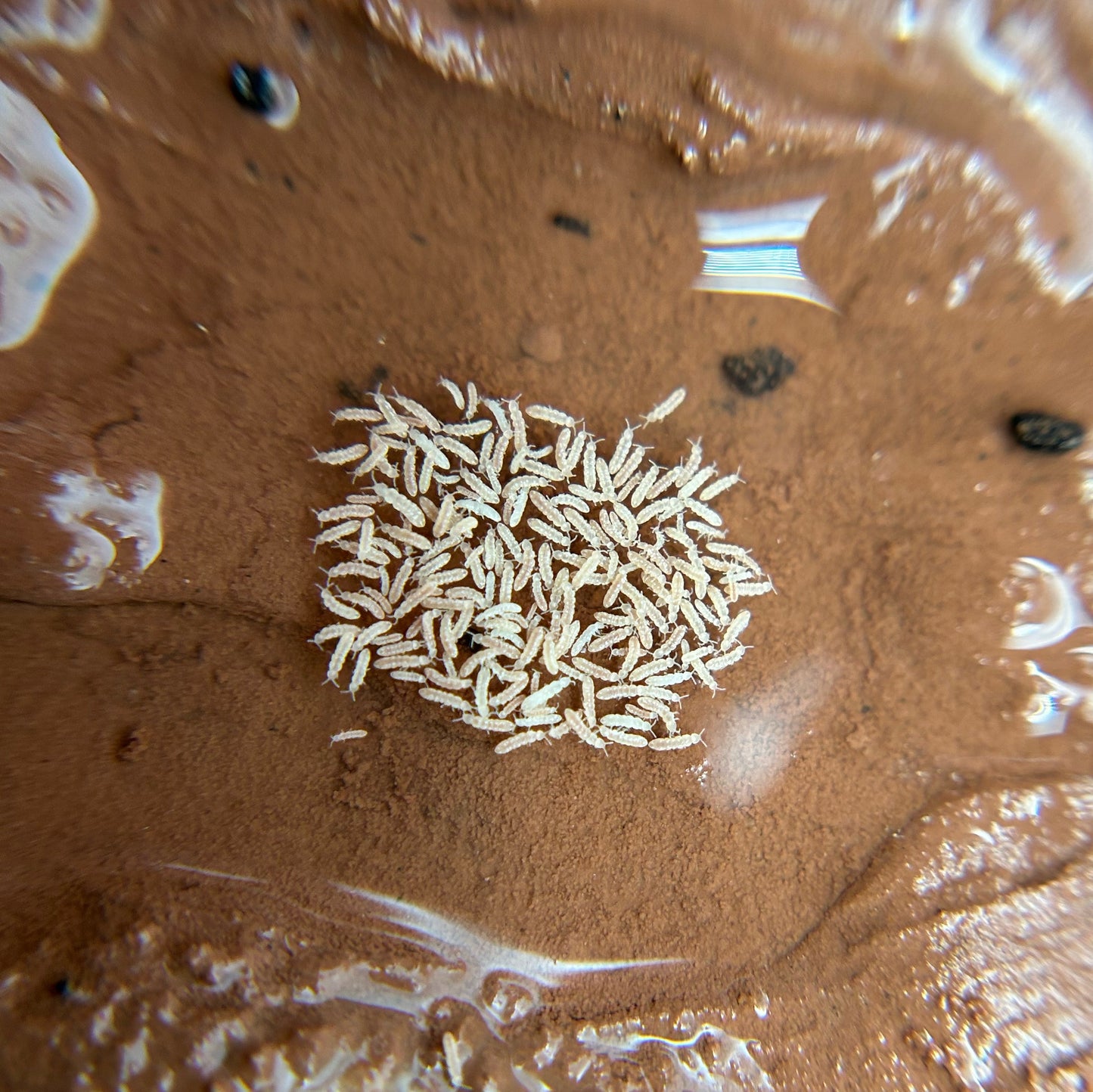 Springtail culture