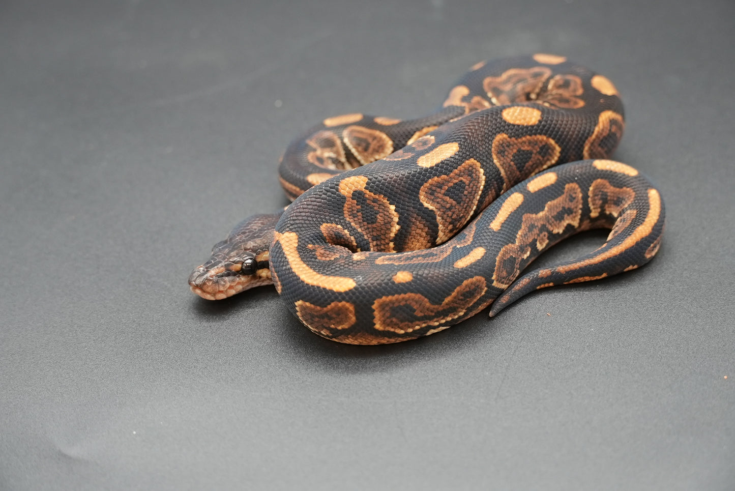 Male Black Pastel, HRA 24-10-3