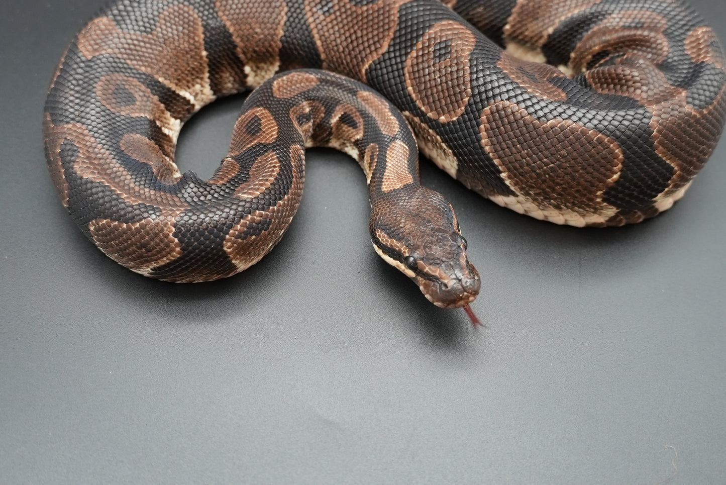 Female Vanilla "Uno" BP-F-6